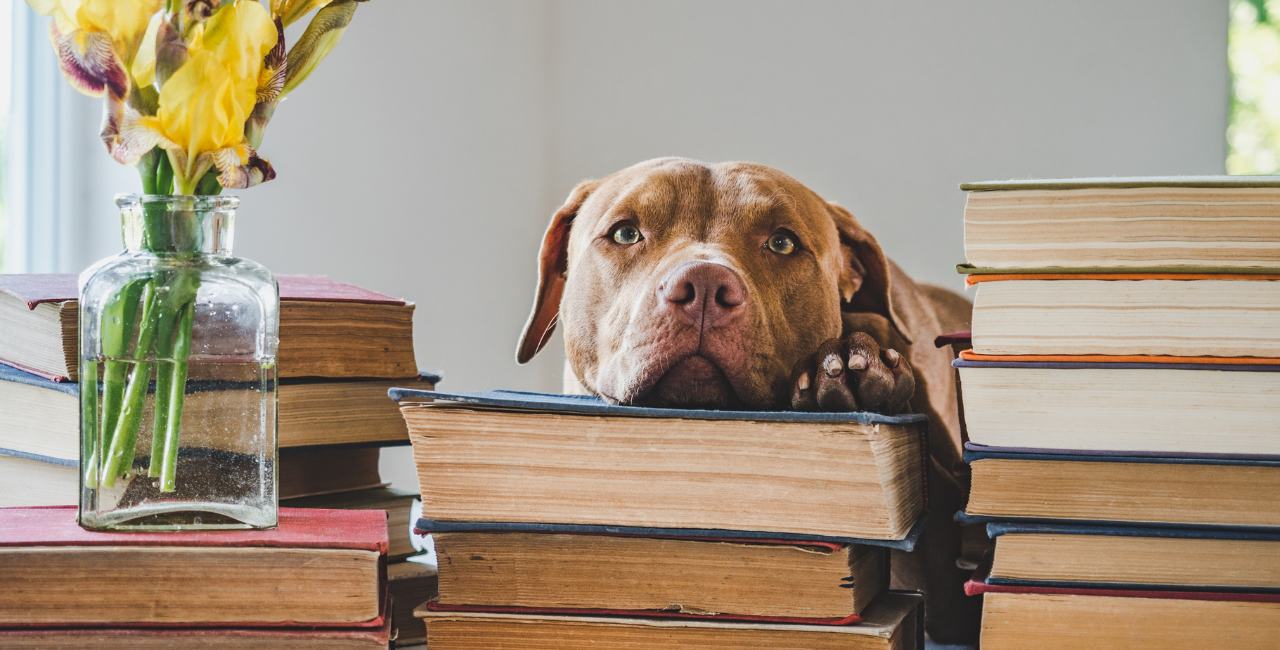 Index of articles on flower essences for dogs
