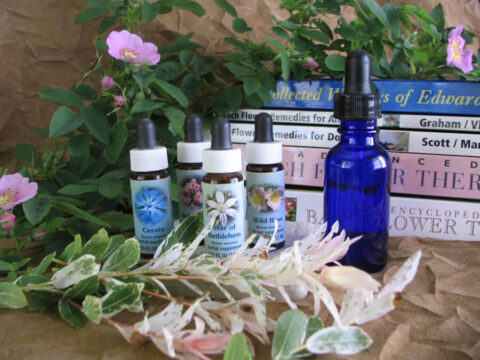 Natural Remedies for OCD in Dogs | Bach Flower Guide