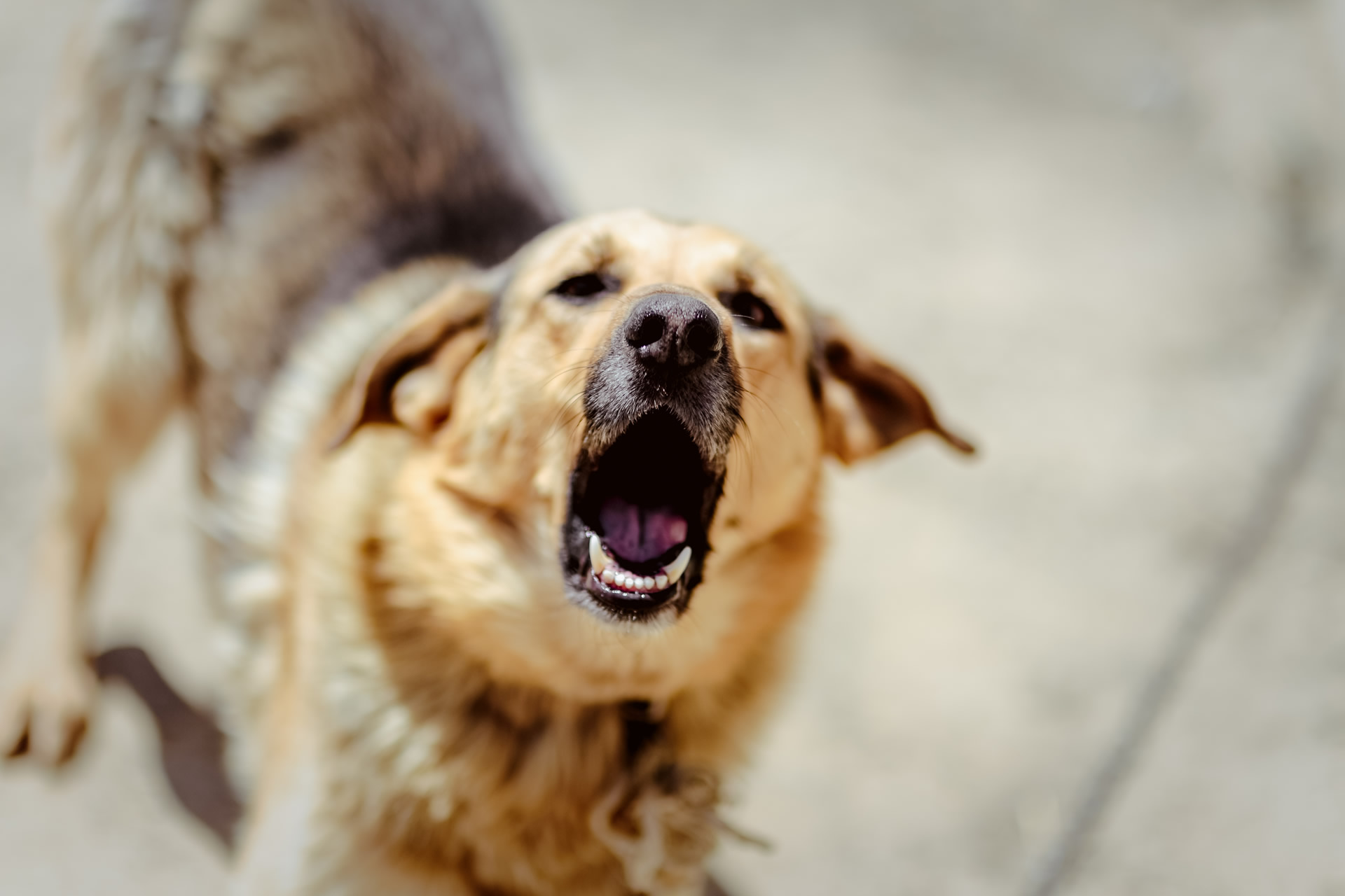 barking-reactive-leash-aggressive-dog-aldaron-flower-essences Flower essences for aggressive, reactive dog behavior