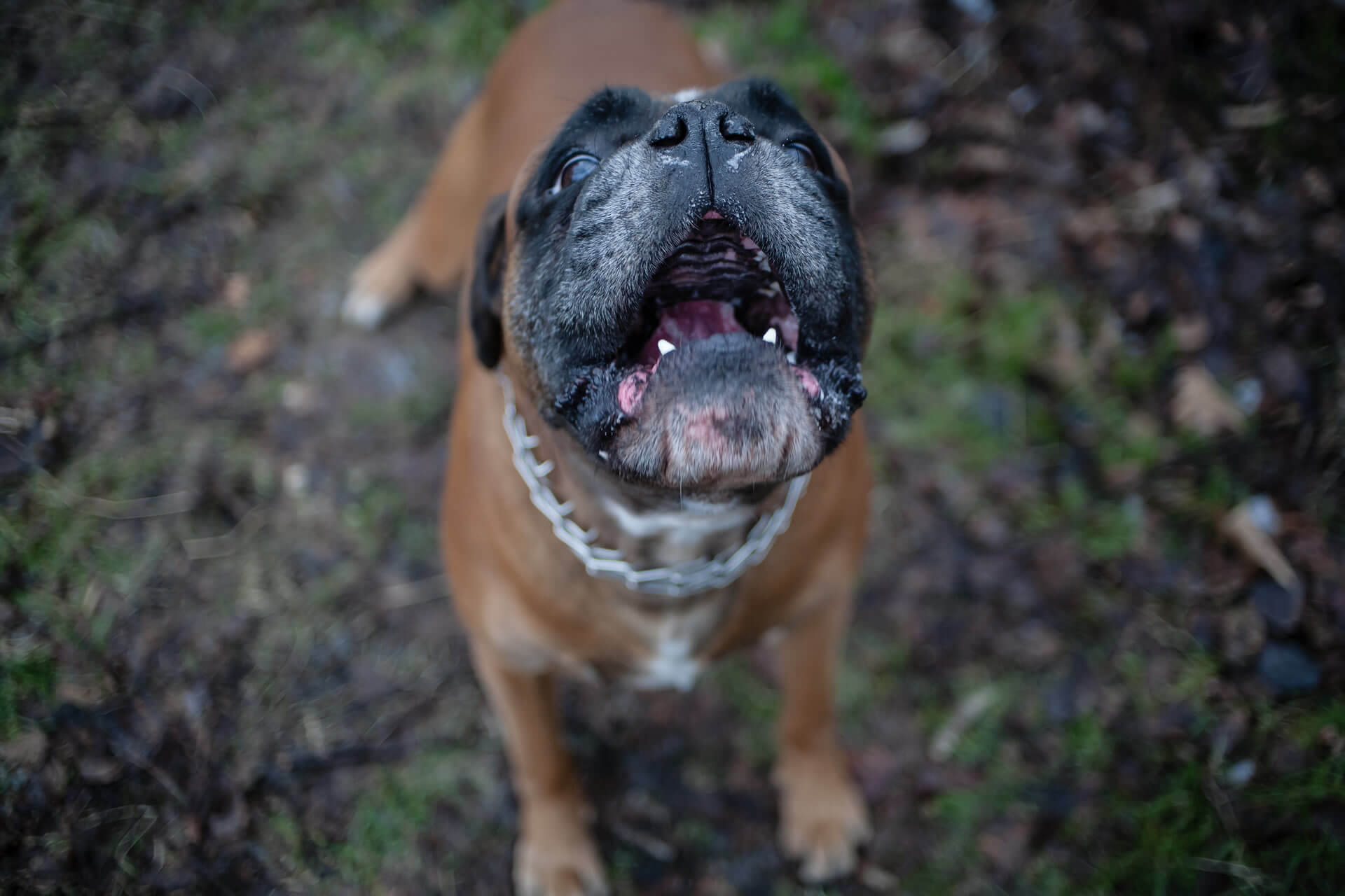 flower-essences-aggressive-reactive-dogs Bach flower essences can help reactive dog behavior