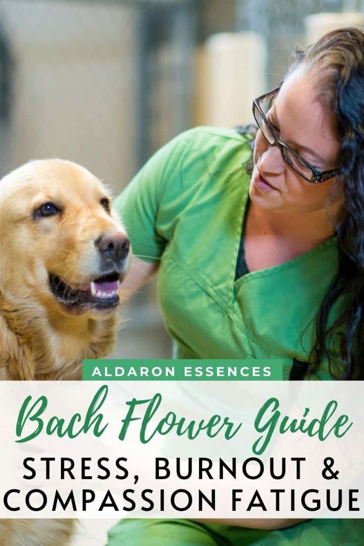 Choosing Bach Flower Essences for Burnout, Compassion Fatigue