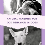 natural remedies for ocd in dogs