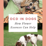 natural remedies for ocd in dogs