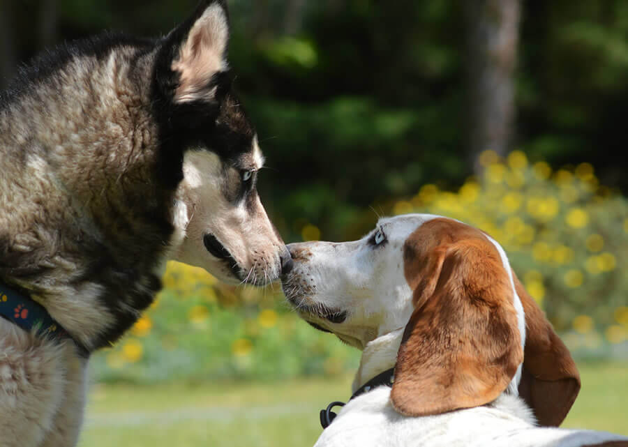 Can dogs that fight at home learn to get along?