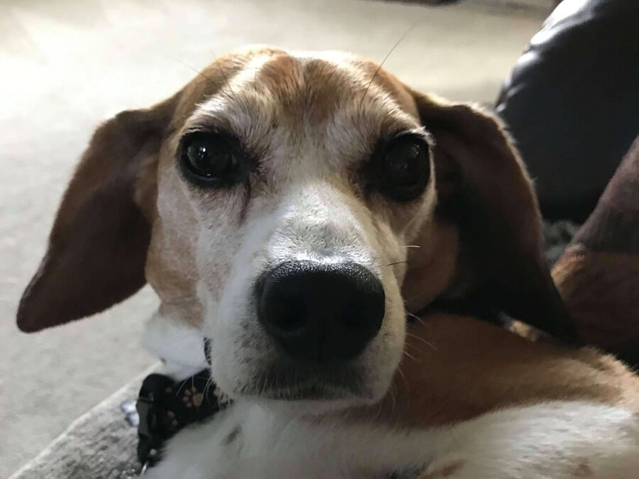 Owen the reescue Beagle, was noise phobic, fearful, and traumatized.