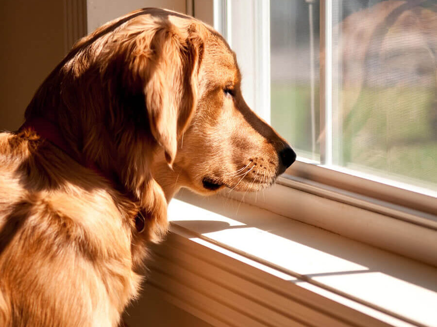 can separation anxiety in dogs cause diarrhea