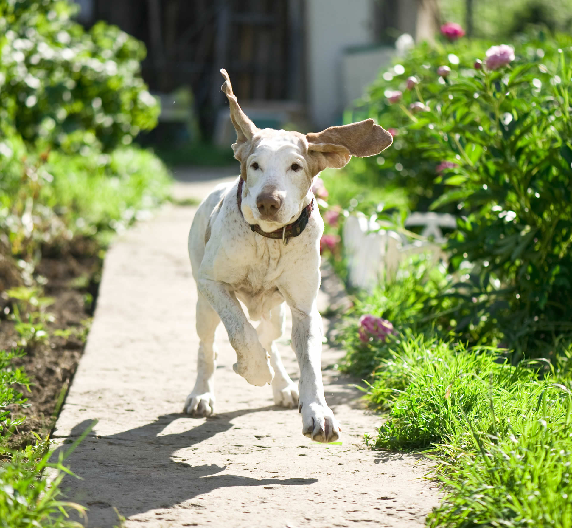 Flower essences for dogs that panic when left alone