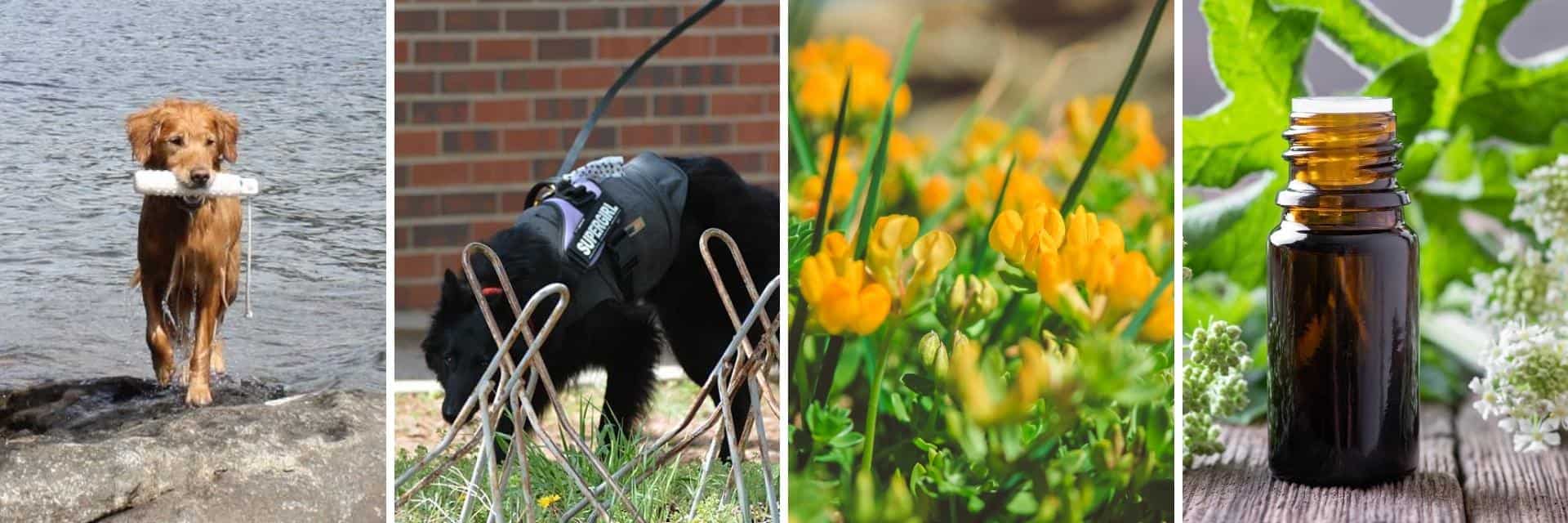 Aldaron flower essence blends for dogs - success stories