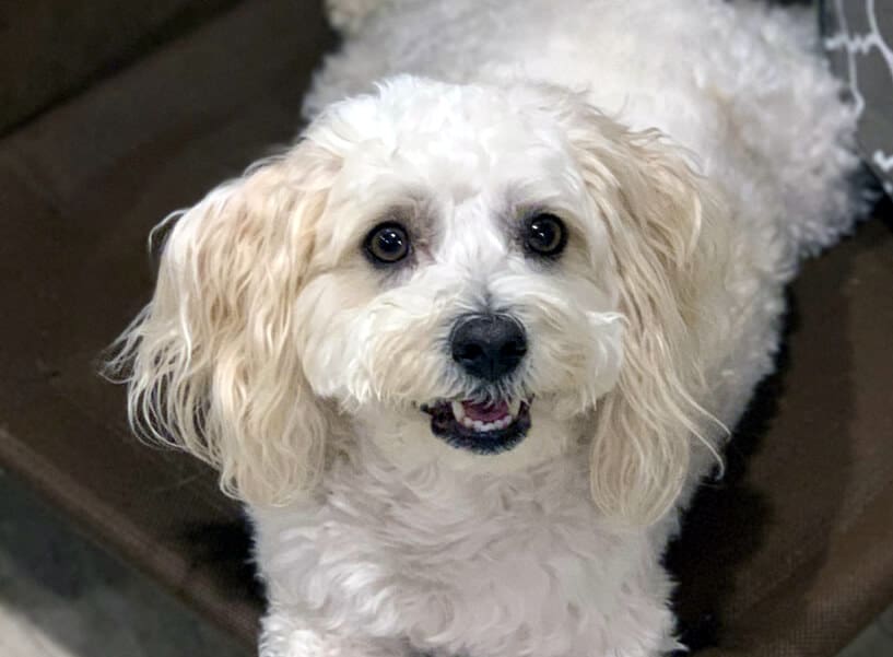 Anxious, Reactive, Over-Attached Dog | Healing with Bach Flowers