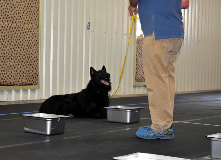 Rich and Soar K9 Nosework trial