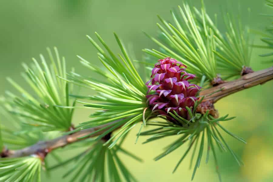 Larch flower essence for confidence in dogs