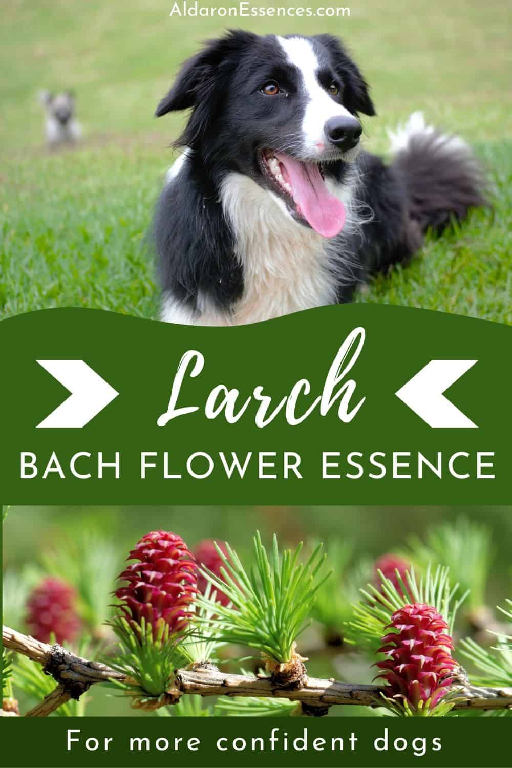 Larch Bach Flower Essence to Improve Confidence in Dogs