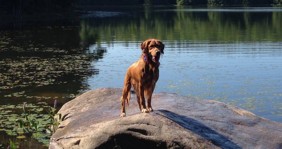 Flower Essences for Dog Agility: From Frustrated to Focused!