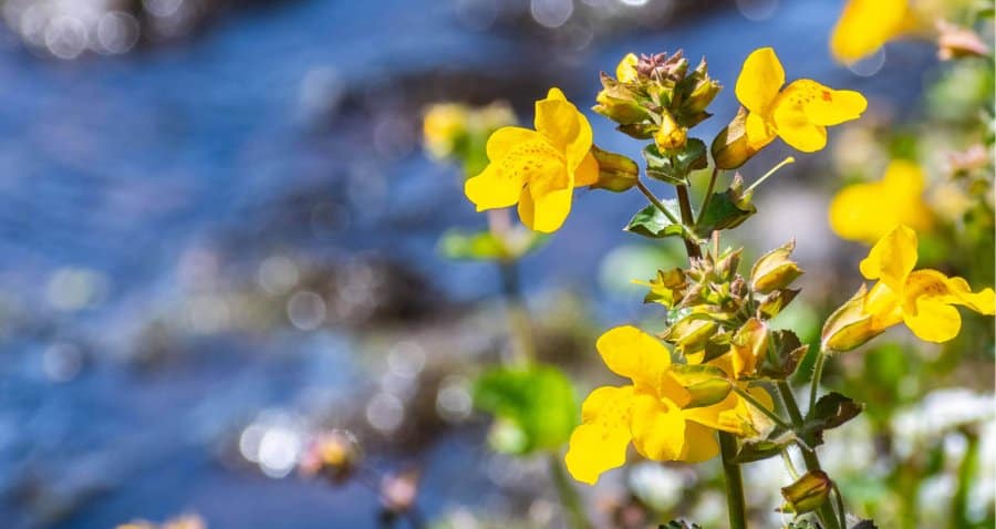 Mimulus Bach Flower Essence for Fearful, Anxious Dogs