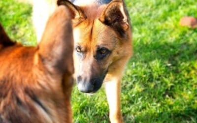When Your Dogs Don’t Get Along: A Bach Flower Remedy Guide