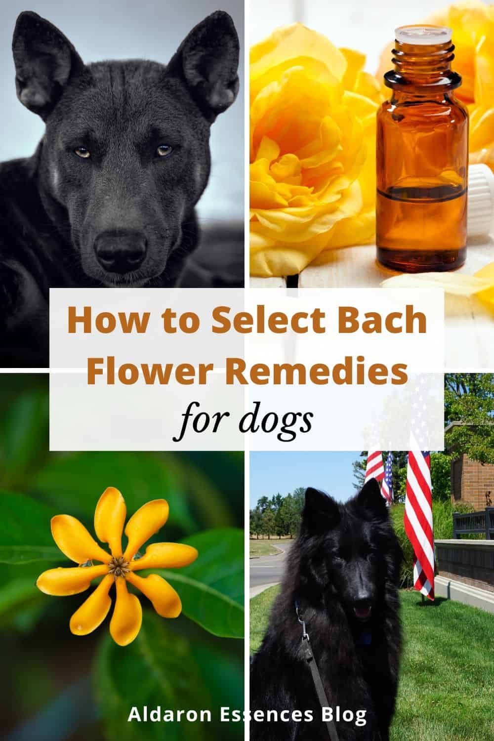 How to Select Bach Flower Remedies for Dogs | Aldaron Essences