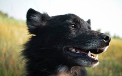 ​How to Select Bach Flower Remedies for Dogs
