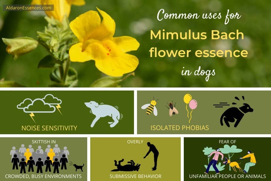 Uses and benefits of Mimulus Bach flower essence for dogs