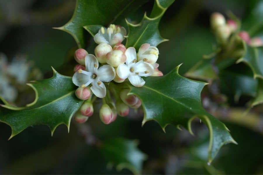 Holly Bach flower remedy for dogs