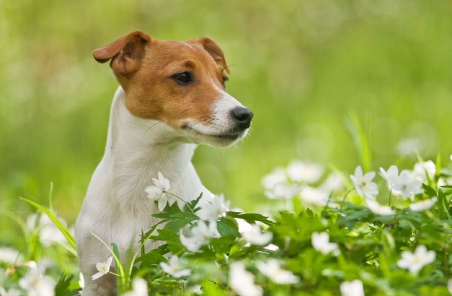 How to make a flower essence blend for dogs