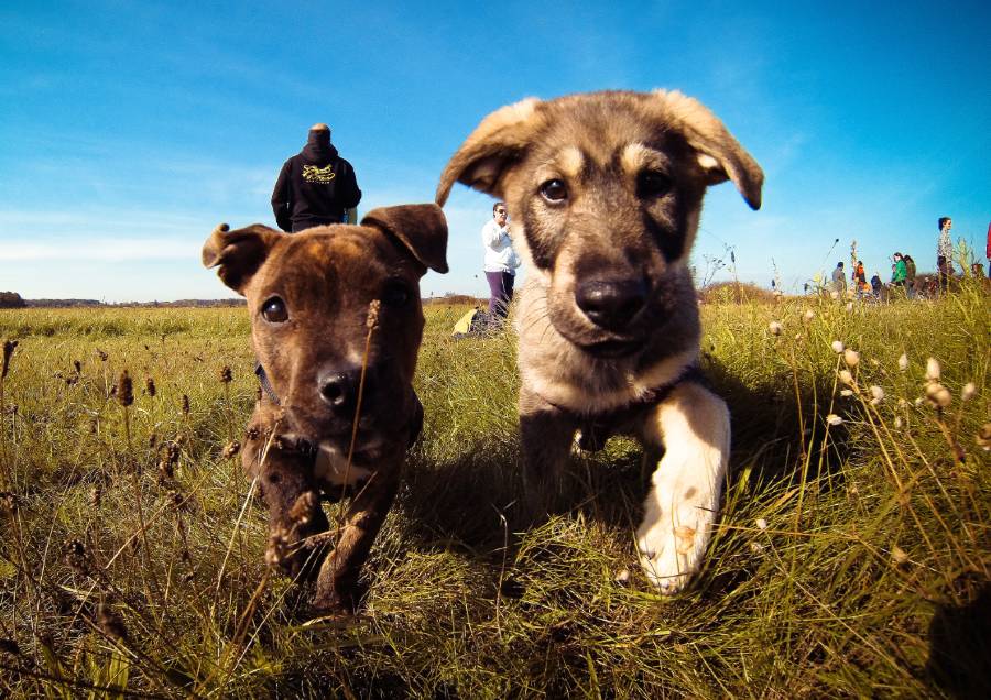 Adolescent Dog Behavior | Bach Flower Remedy Guide